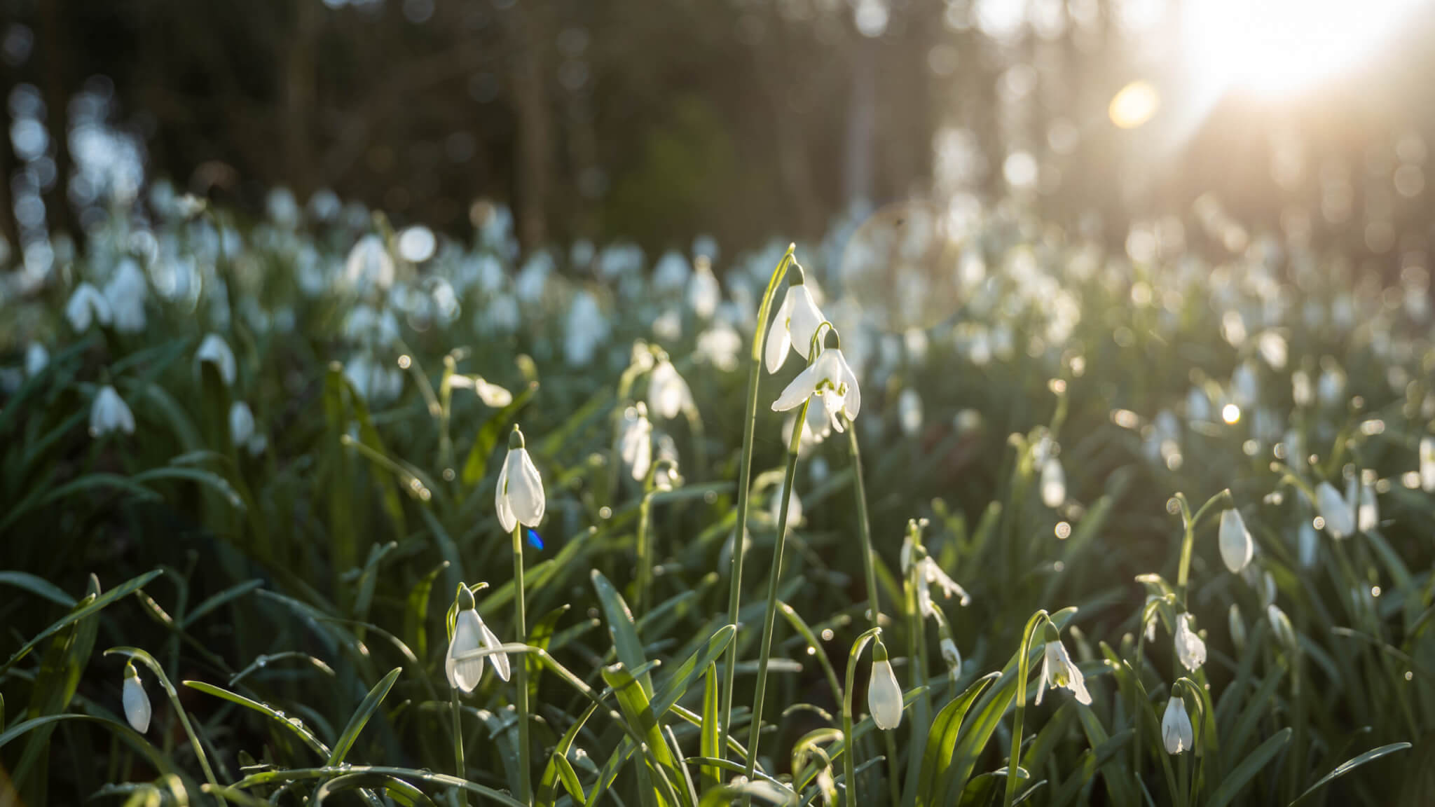 best pub in sedgeford king william iv country 2 scaled
